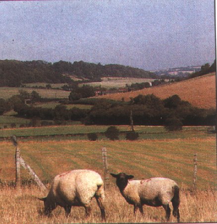 The North Downs with sheep