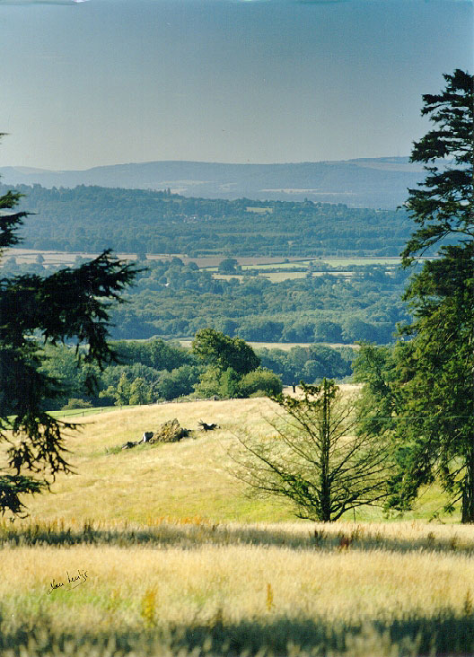 A View of The South Downs